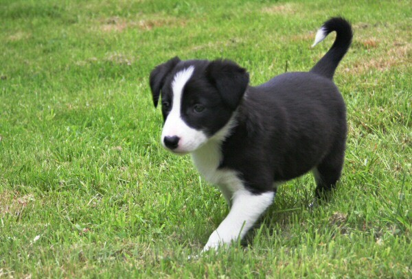 4 Seven weeks old - SASHA
