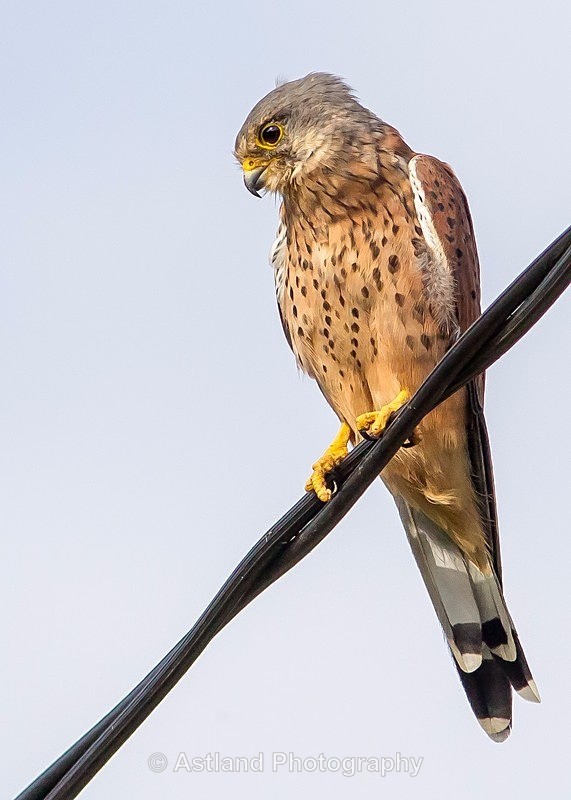Astland Photography, Bird and Wildlife Images, Susan and Peter Wilson, U.K.