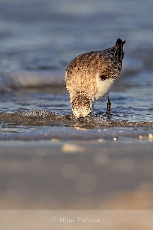 Sanderling foraging in the sea, Fort De Soto, Florida - Sanderling