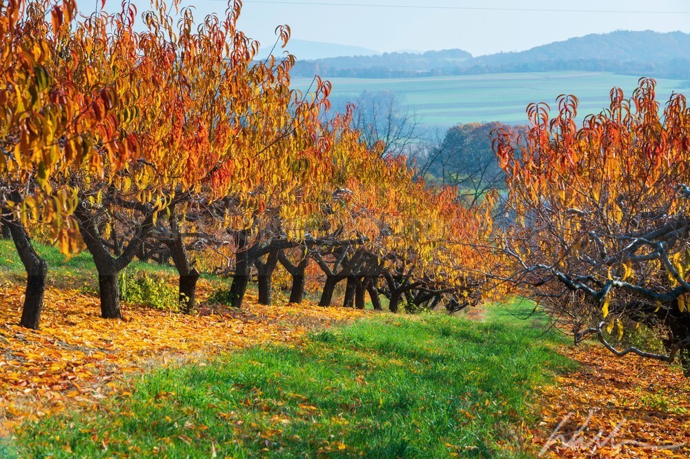 DSC_8406 - Autumn