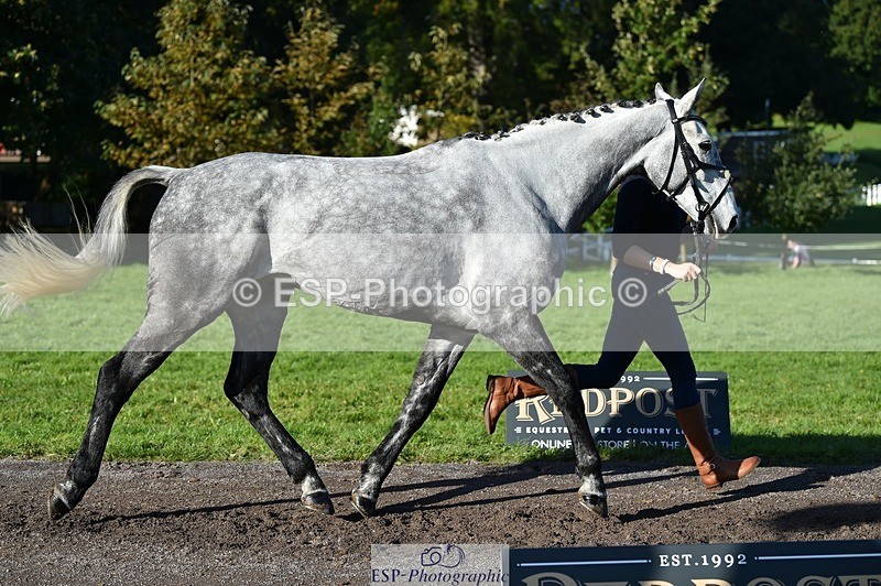 231022-104008-22650 - 445-CRUISING.BORO-Lucy.Knight-TrotUp+SJ