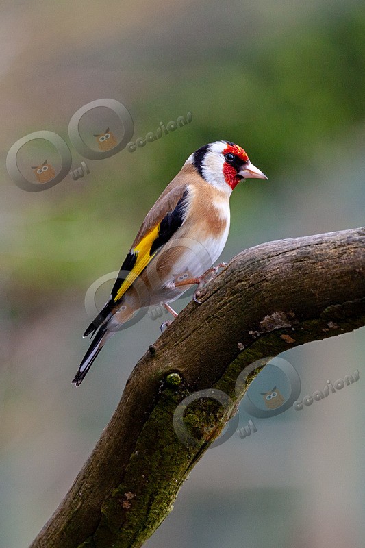 goldfinch Carduelis carduelis-3370 - UK birds