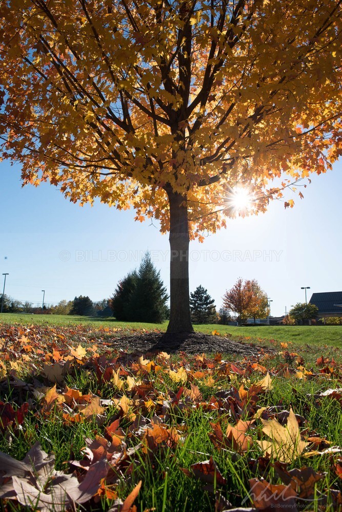 DSC_3559 - Trees
