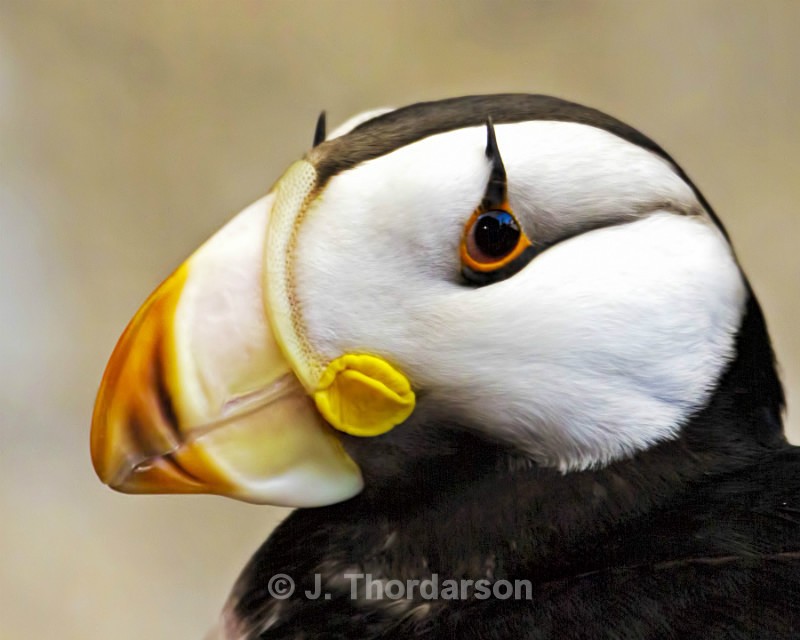  - Sea Birds
