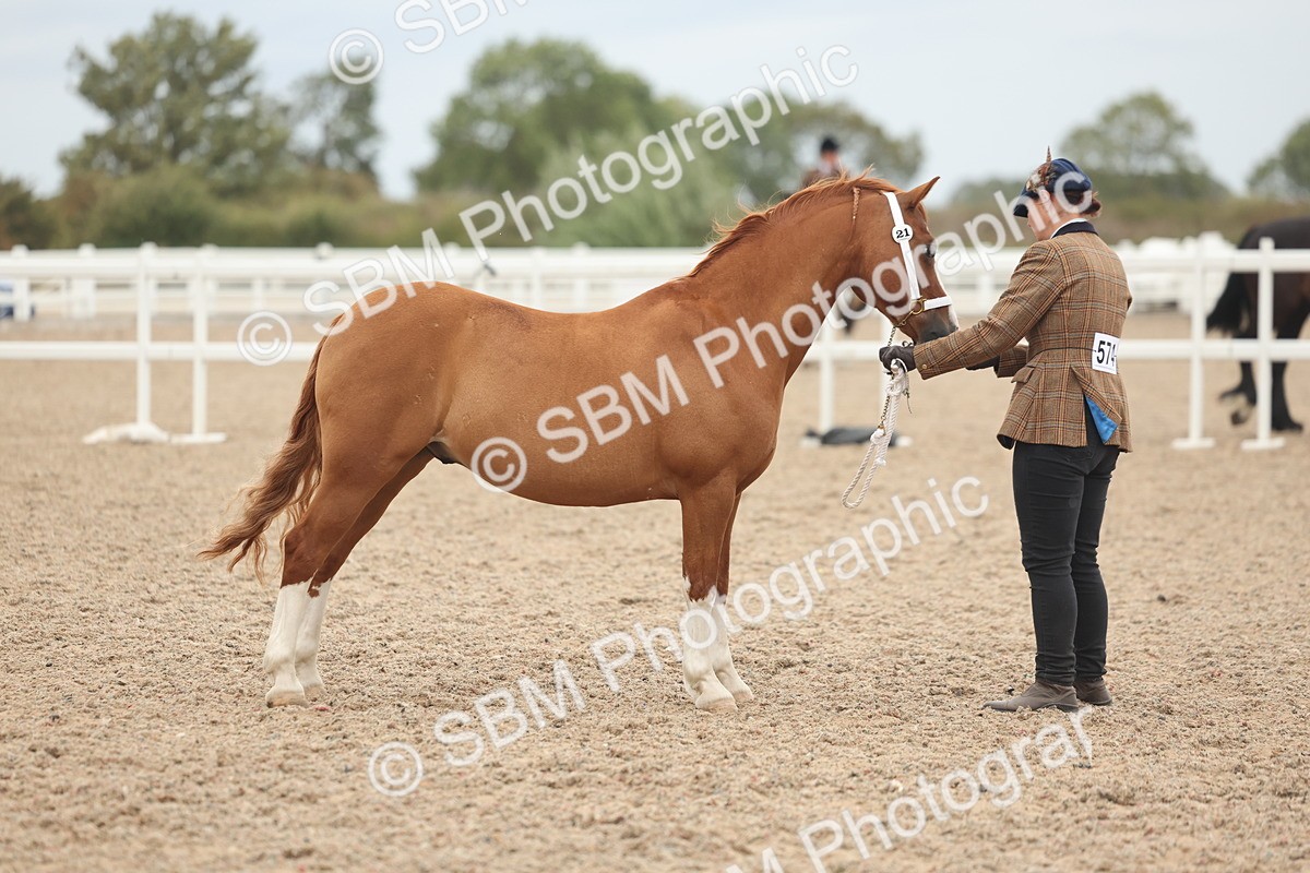 SBM_19331 - Class 317 - IH Pure Bred Horse-Pony