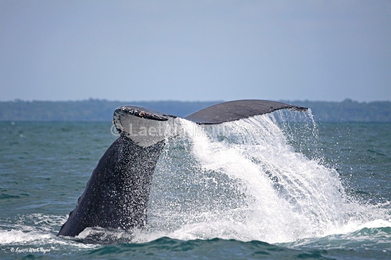 IMG_8393 Gabon - Marine wildlife