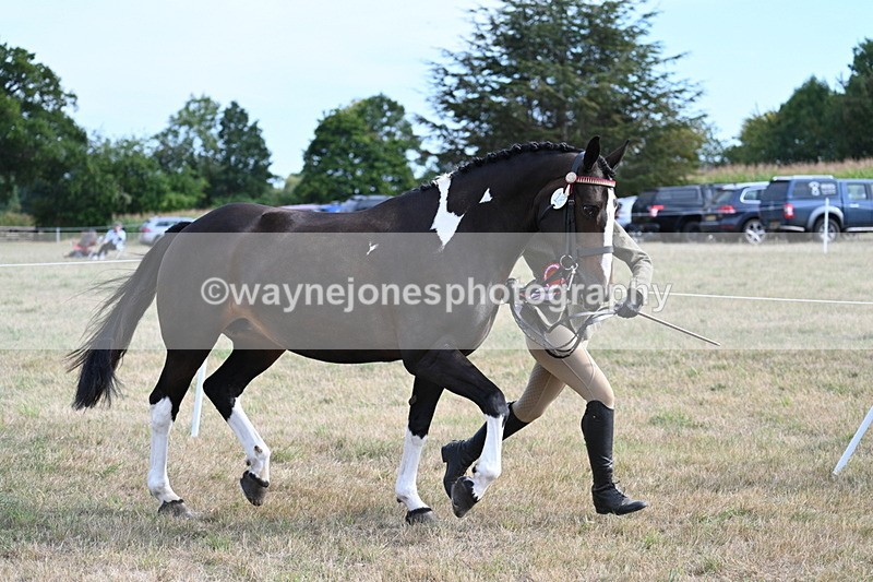WJ7_8260 - In-hand Championship