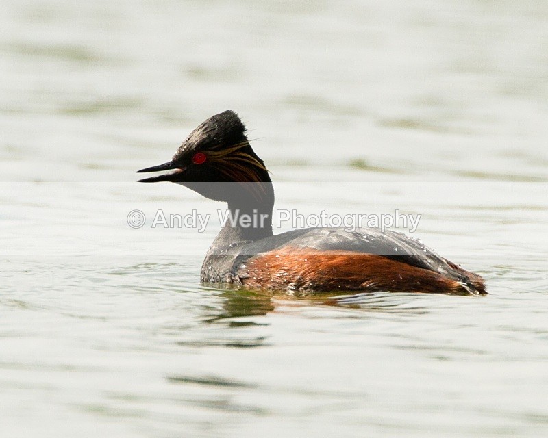 20110416-IMG_4141 - Black-necked Grebe