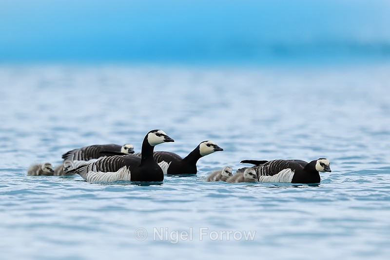 Barnacle Geese & goslings, Jokulsarlon, Iceland - Barnacle Goose