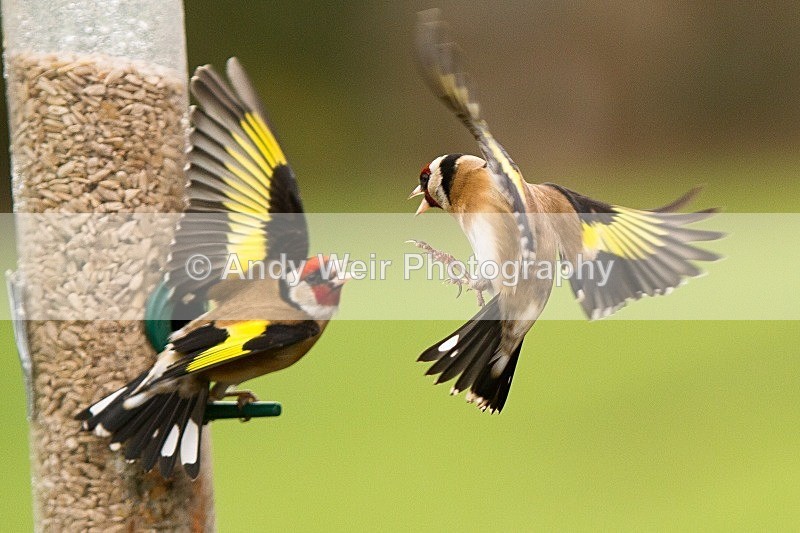 20120218-_MG_8854 - Goldfinch