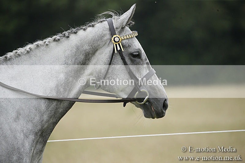 B230619-0925 - Bourne Valley Riding Club Summer Show 23/06/19