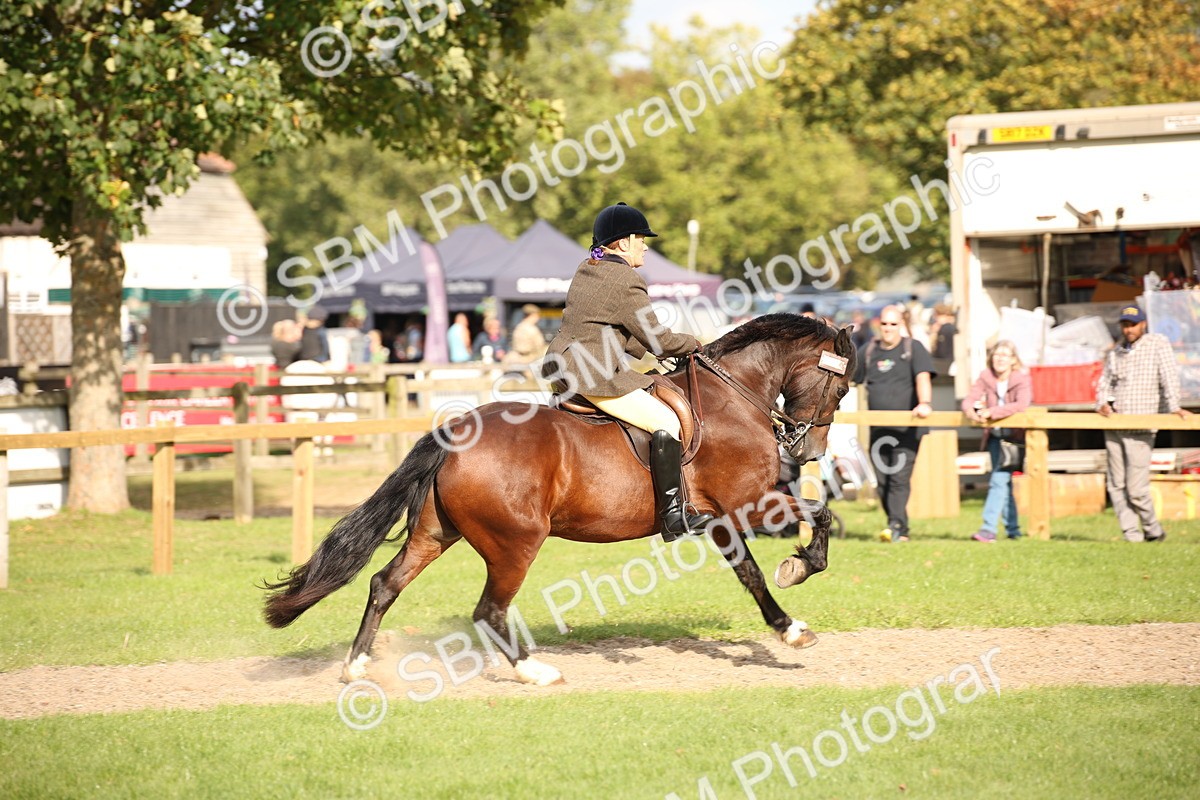 SBM_50166 - S26 - Young Veteran - Ridden