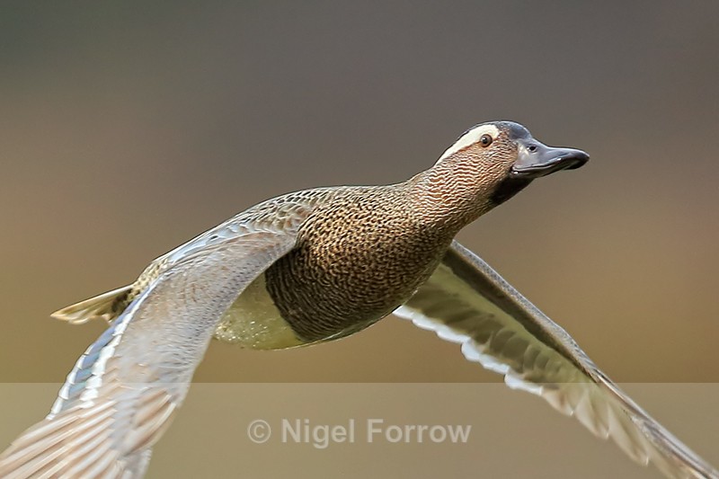 Garganey close-up in flight, Stratfield Brake, Oxfordshire - Garganey