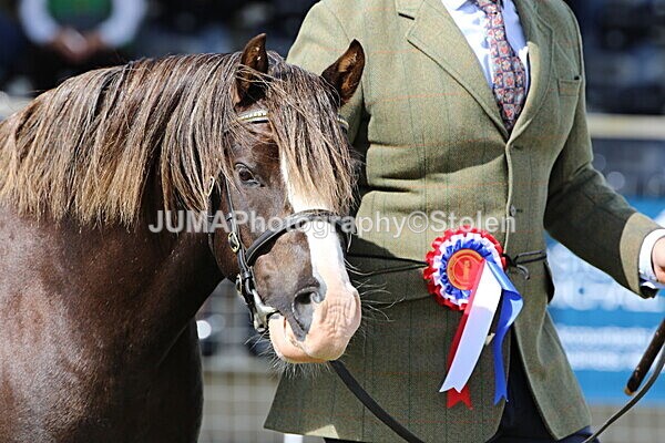 SIAL5185 - overall champion