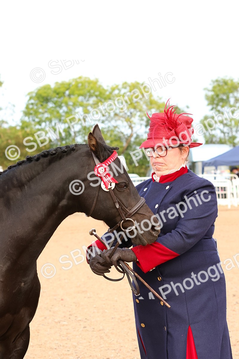 SBM_16604 - Class 702 - IH Show Horse - Pony