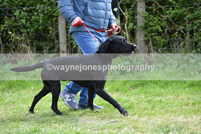 WJ5_9589 - Class 3 Most Handsome Dog