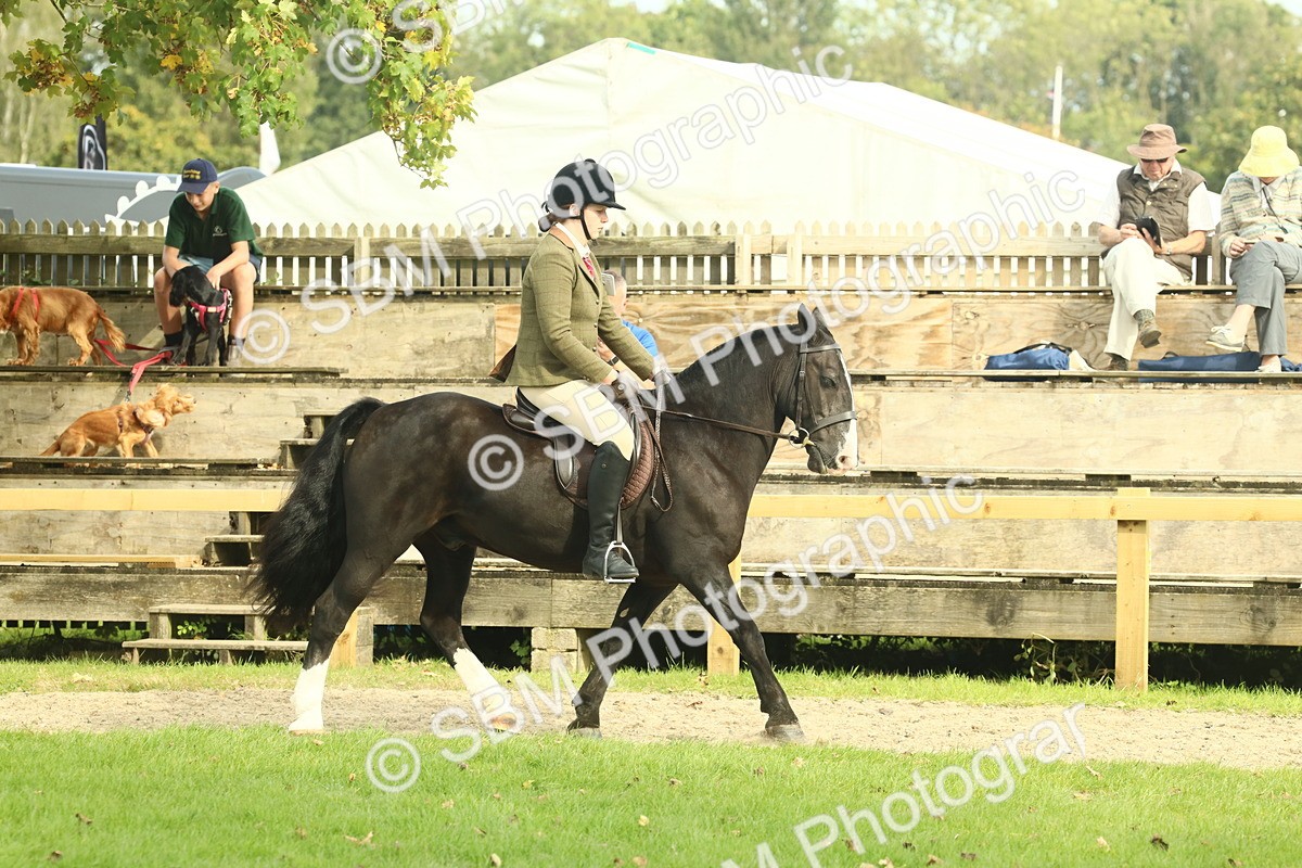 SBM_68184 - S58 - Mini Show Cob Ridden