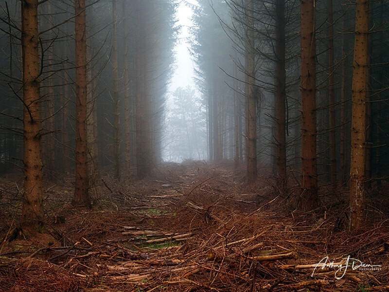Deforestation - Woodland