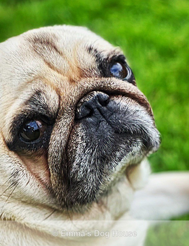  - Pawtraits