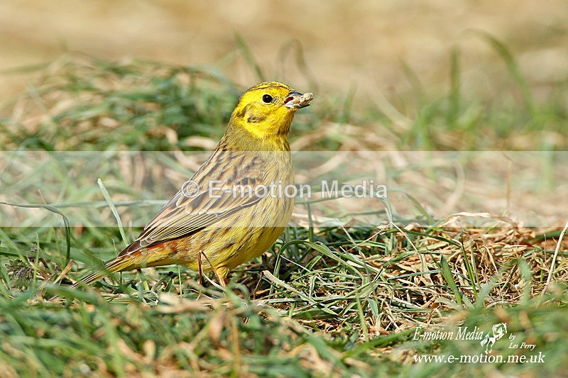 Yellow Hammer 120313 22 - Nature