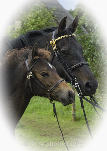  - Horses'n'Ponies