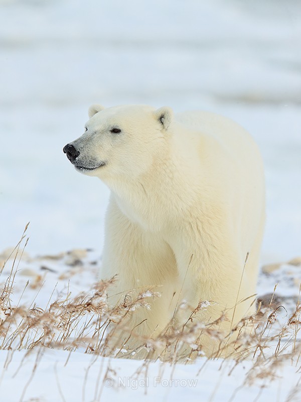 Polar Bear close, Gordon Point, Churchill, Canada - Polar Bear