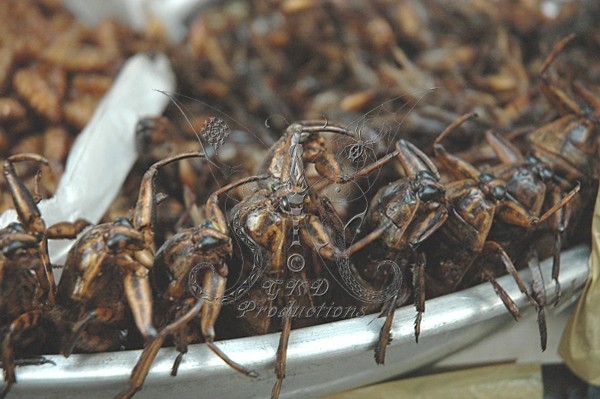 Roasted Giant Water Bugs - Bangkok, Thailand - EVERYTHING  ELSE