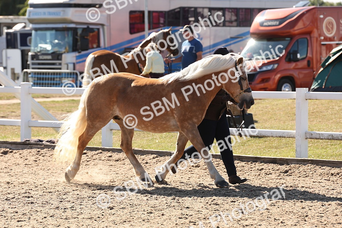 SBM_12882 - Class 206 - IH Non Show Type Pony