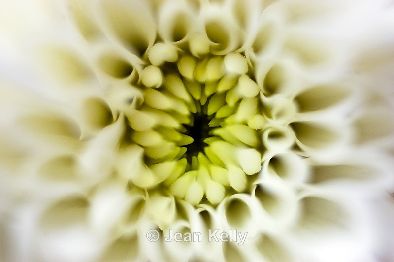 Flower - 20080820_10 - White