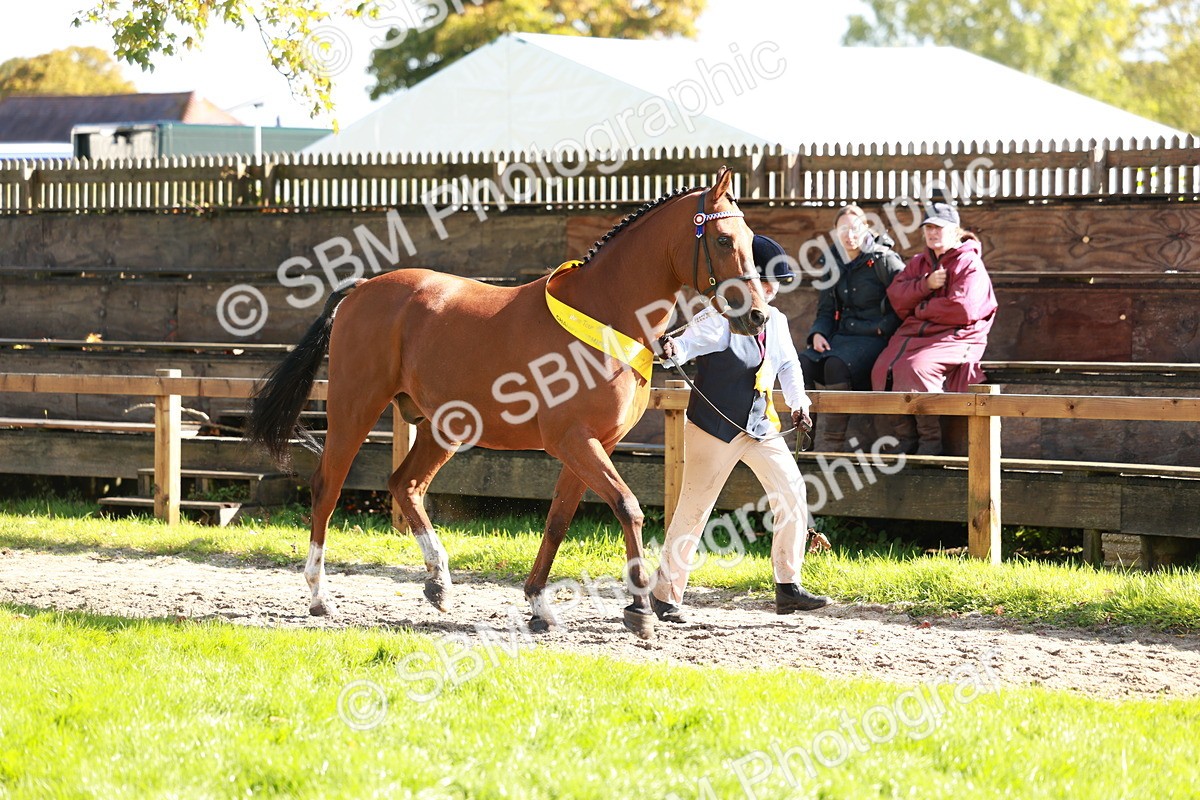 SBM_42135 - S32 - Mountain & Moorland Working Hunter Pony