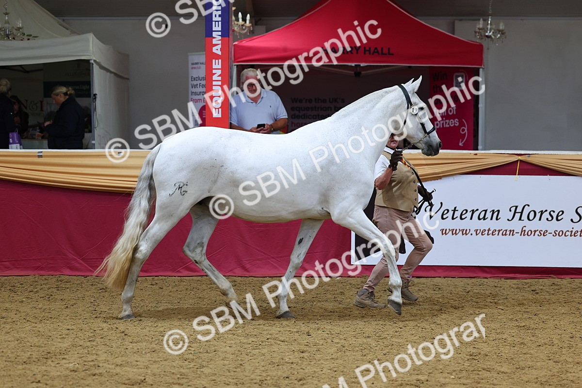 SBM_22628 - Class 903 - Supreme Final - IH Pre Vet