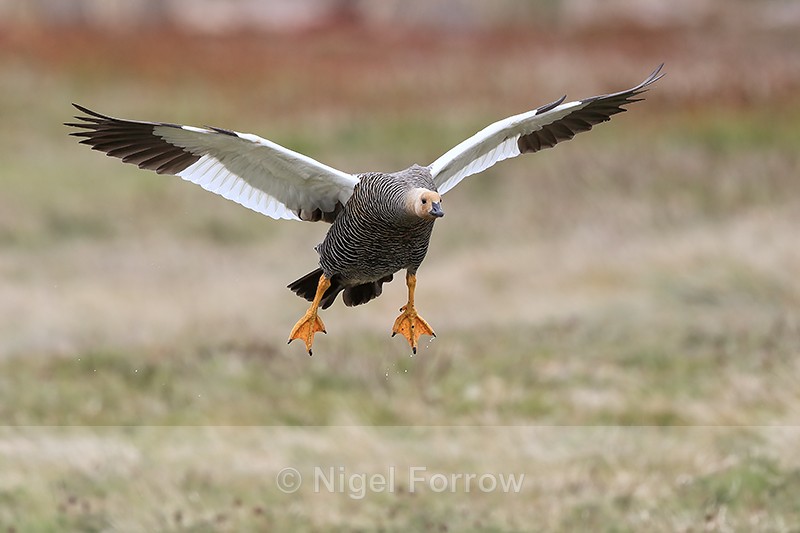 Upland Goose (female) on landing approach, Carcass Island, Falklands - Upland Goose