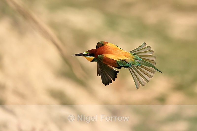 European Bee-eater in flight, Montgai, Spain - European Bee-Eater
