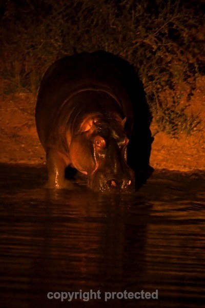 Hippo - Timbavati, South Africa - African Wildlife