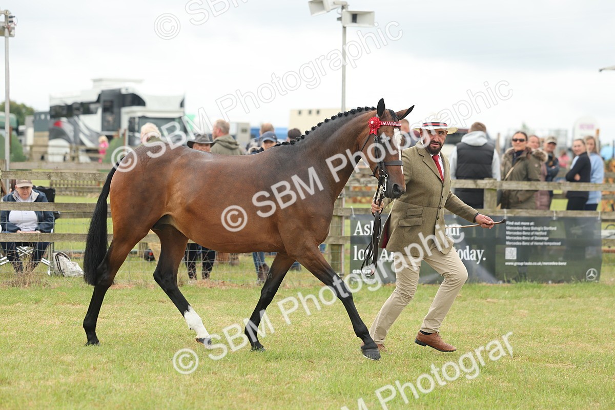 SBM_05513 - Class 68-73 - Riding Pony Breeding