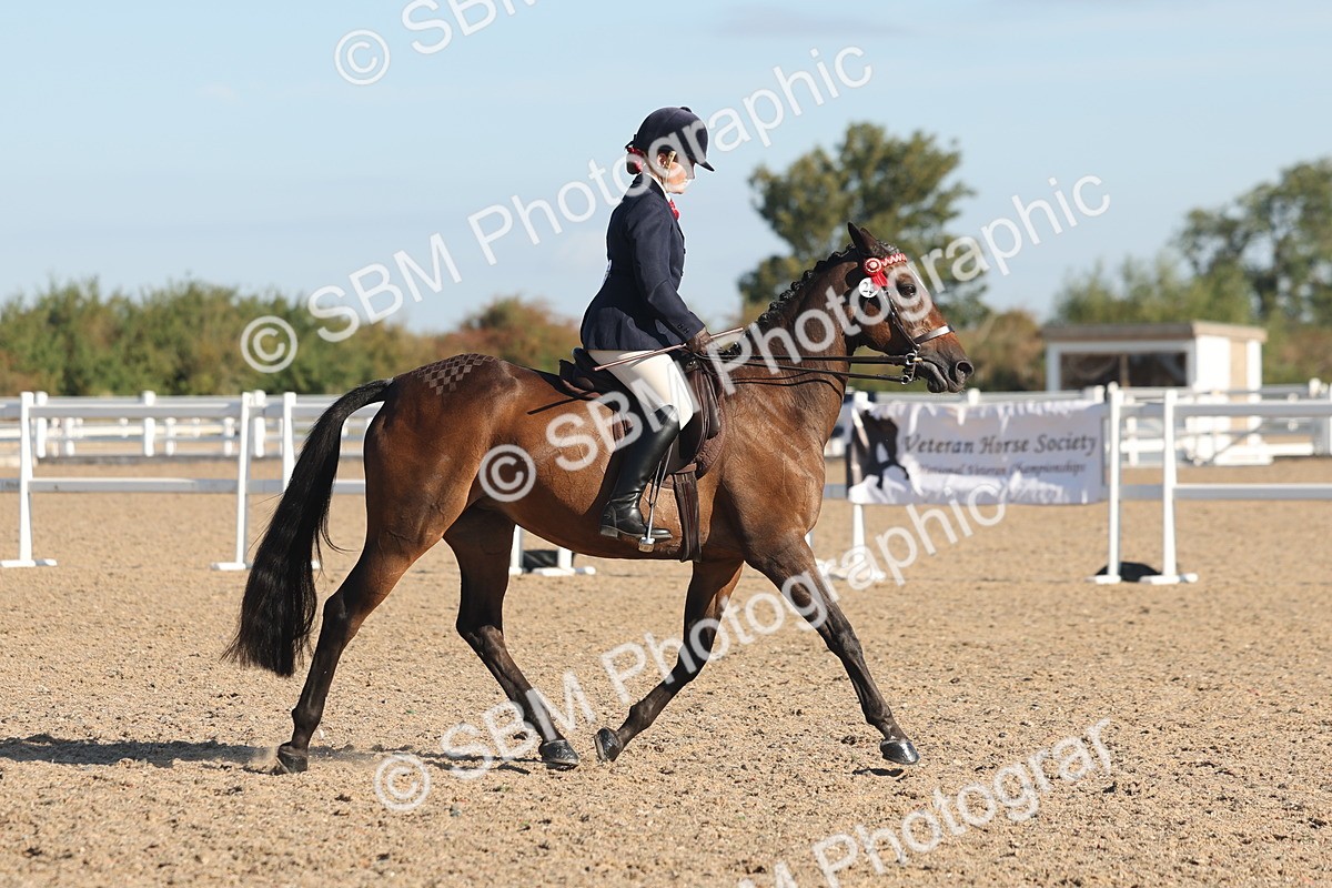 SBM_12201 - Class 303 - Ridden Pure Bred Horse Pony