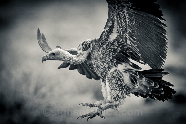Vulture, Samburu, Kenya, Nikon D5