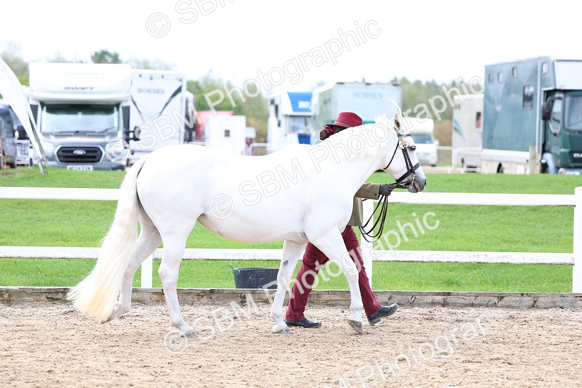 SBM_01510 - Class 17 - Prettiest Mare