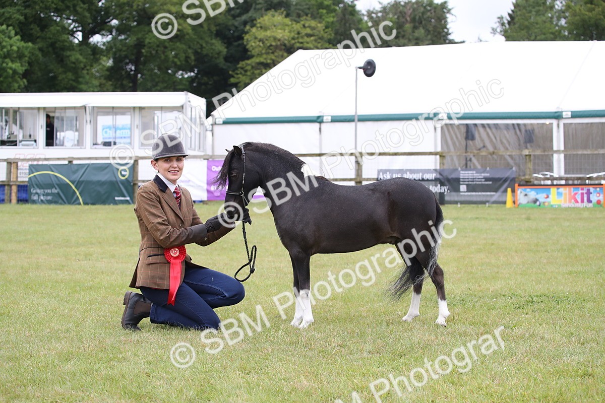 SBM_03828 - Class 23-25 - British Miniature Horse of the Year