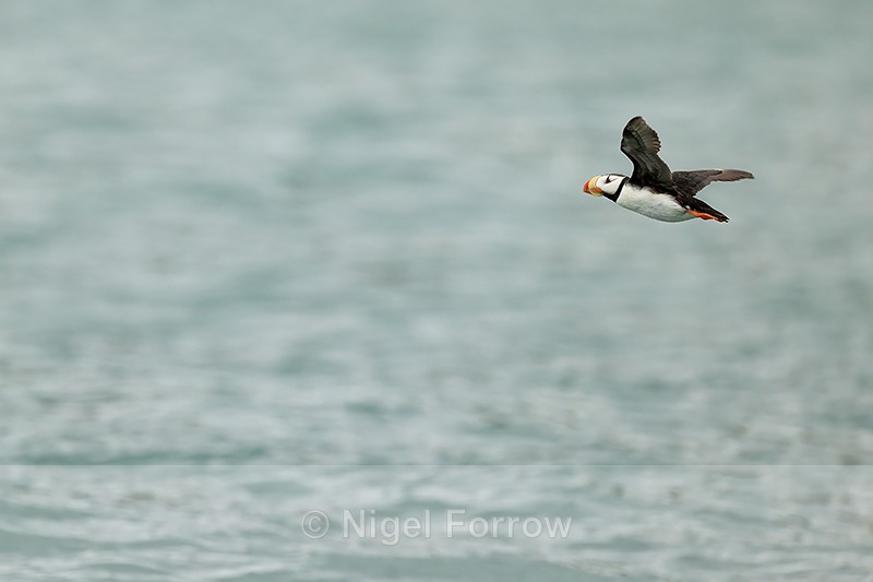 Horned Puffin flies out to sea, Duck Island, Alaska - Horned Puffin