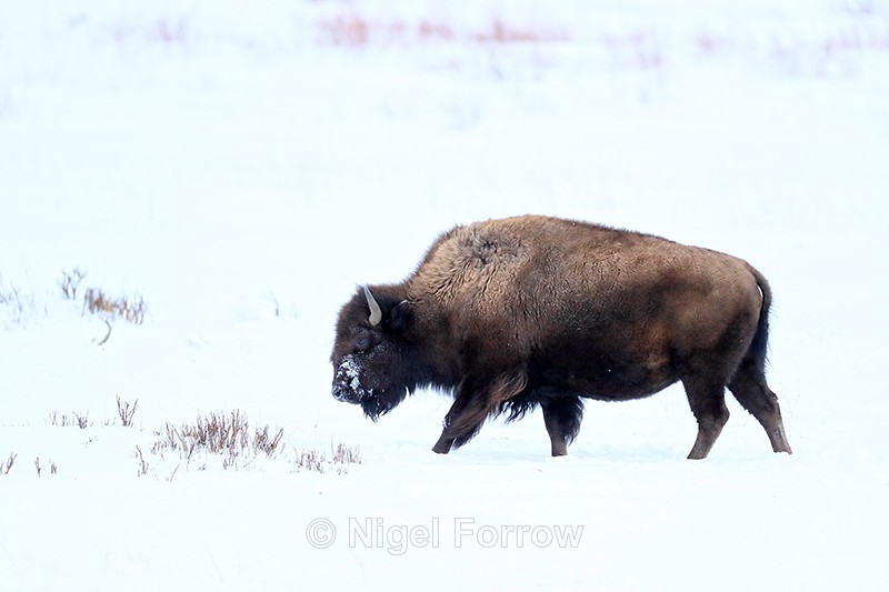 Bison walking in snow, Yellowstone National Park, Wyoming, USA - Bison