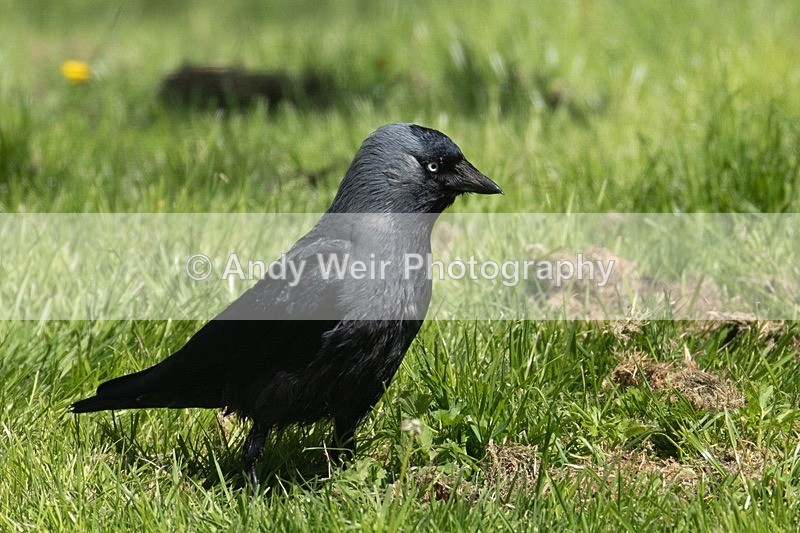 8E0A5898 - Jackdaw