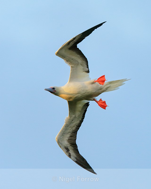Red-footed Booby (adult) banking, Kilauea Point, Kauai - Red-footed Booby