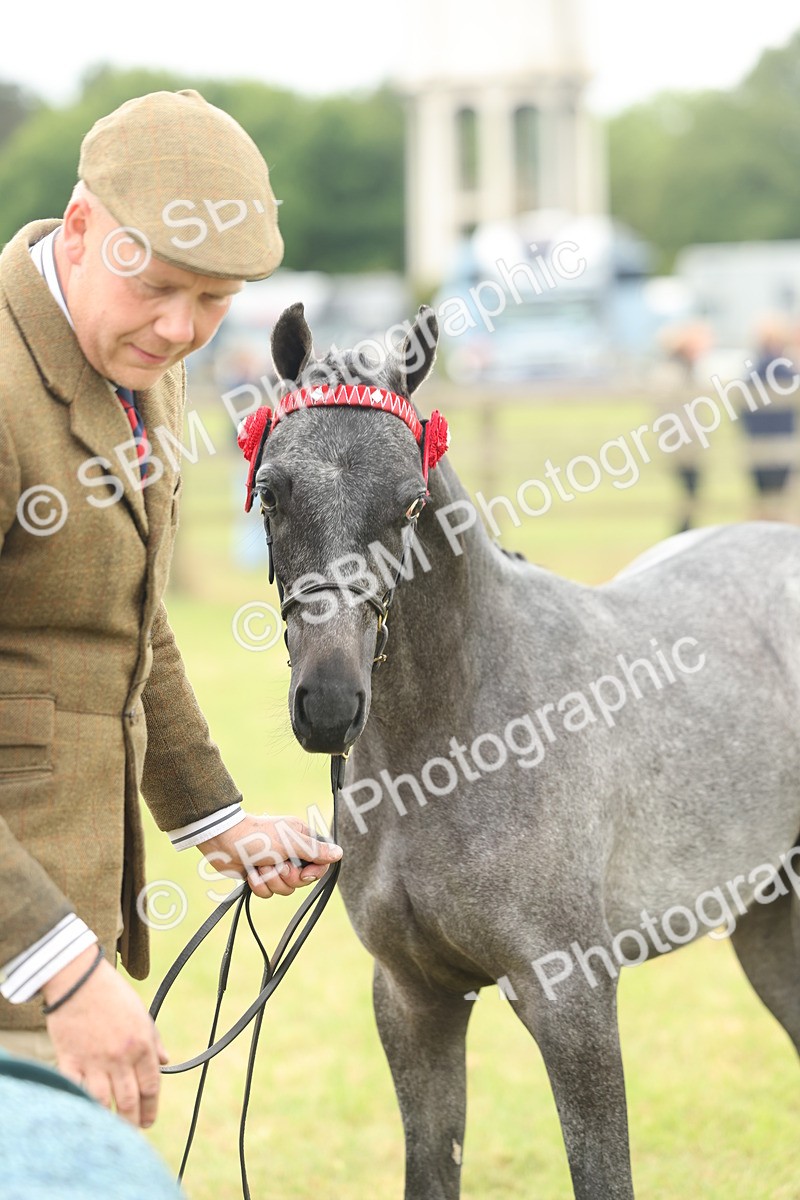 SBM_05365 - Class 68-73 - Riding Pony Breeding