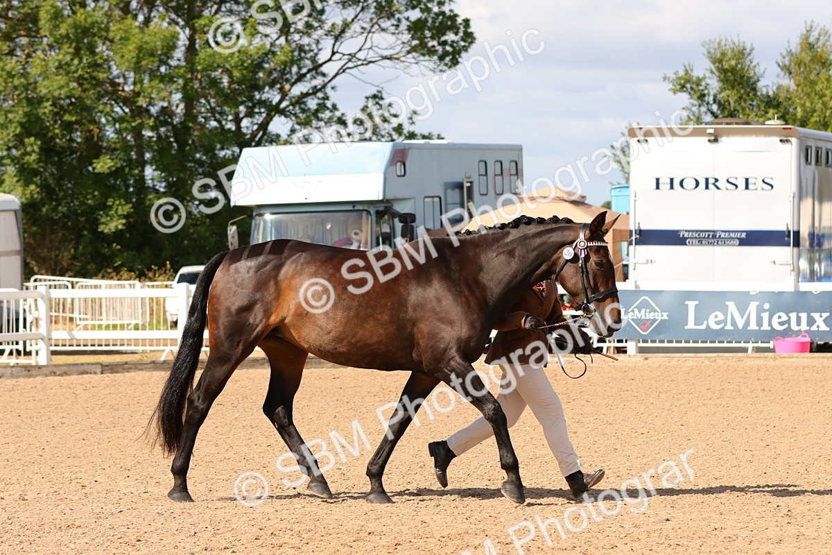 SBM_11178 - Class 208 - IH Veteran Horse