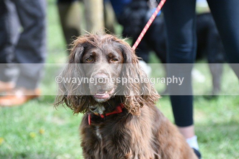 WJ5_9825 - Class 3 Most Handsome Dog