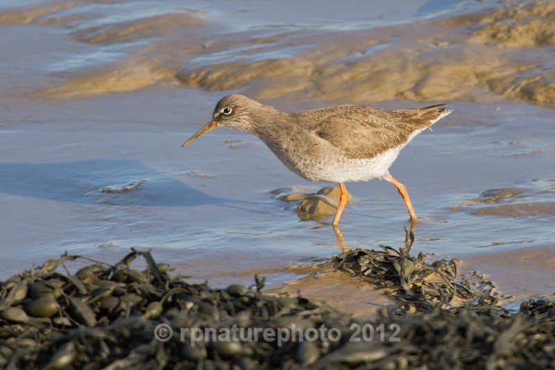 Redshank - Tringa totanus RPNP0687 - Birds
