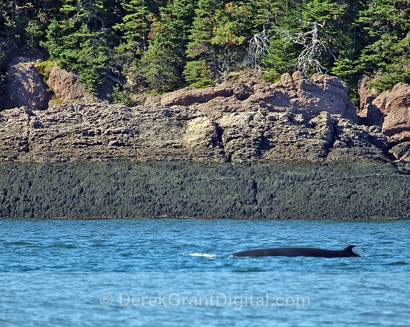 Minke Cameo - Whales / Sea Mammals