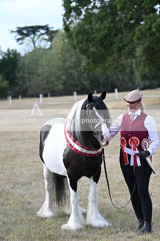 WJ7_8393 - In-hand Championship
