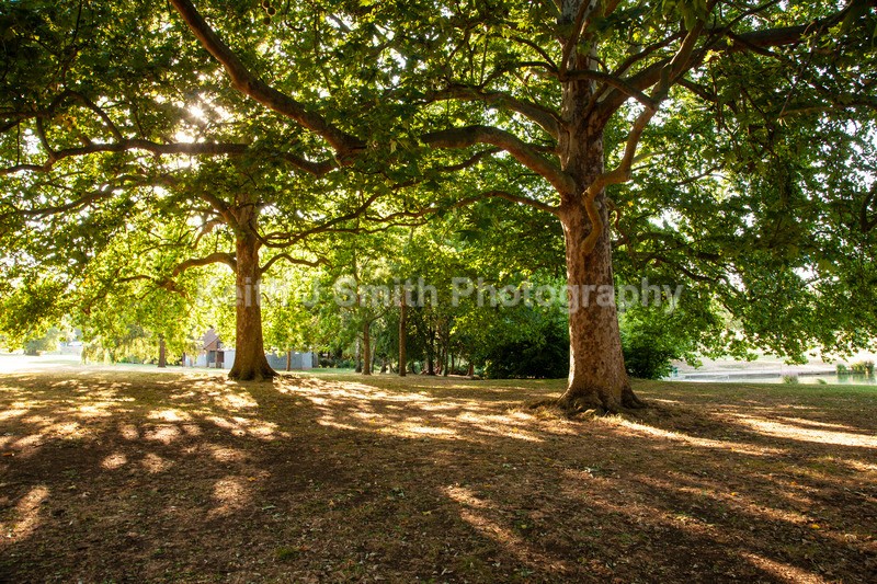 1SKJ8035 - Trees in Abington Park